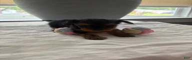 Yorkshire Terrier Puppy 3