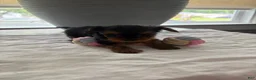 Yorkshire Terrier dogs for sale: Yorkshire Terrier Puppy 3 - Ad 1