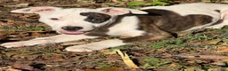 American Bully dogs for sale: American Bully 4.   (Nebula) - Ad 4