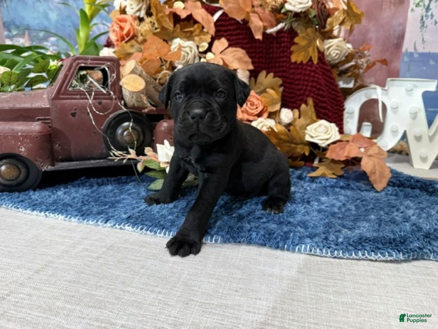 Cane Corso dogs Bruno - Ad 1
