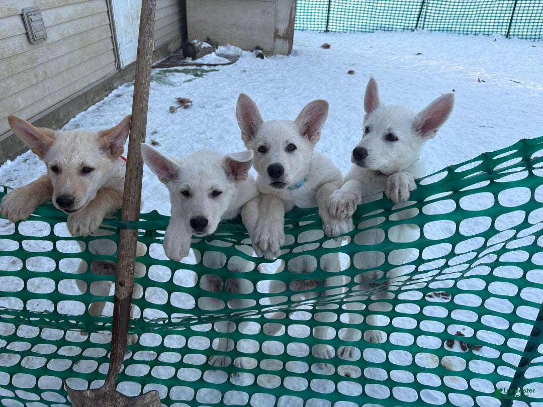 Mixed Breed dogs for sale: Mixed Breed Puppy 3 - Ad 8