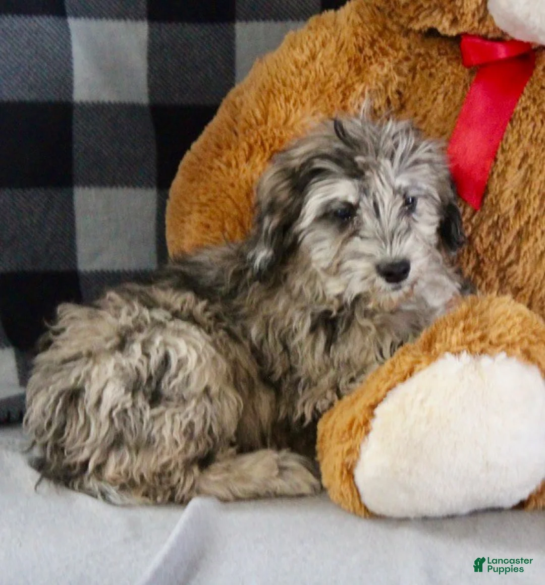 Mixed Breed dogs for sale: Spencer - Ad 5