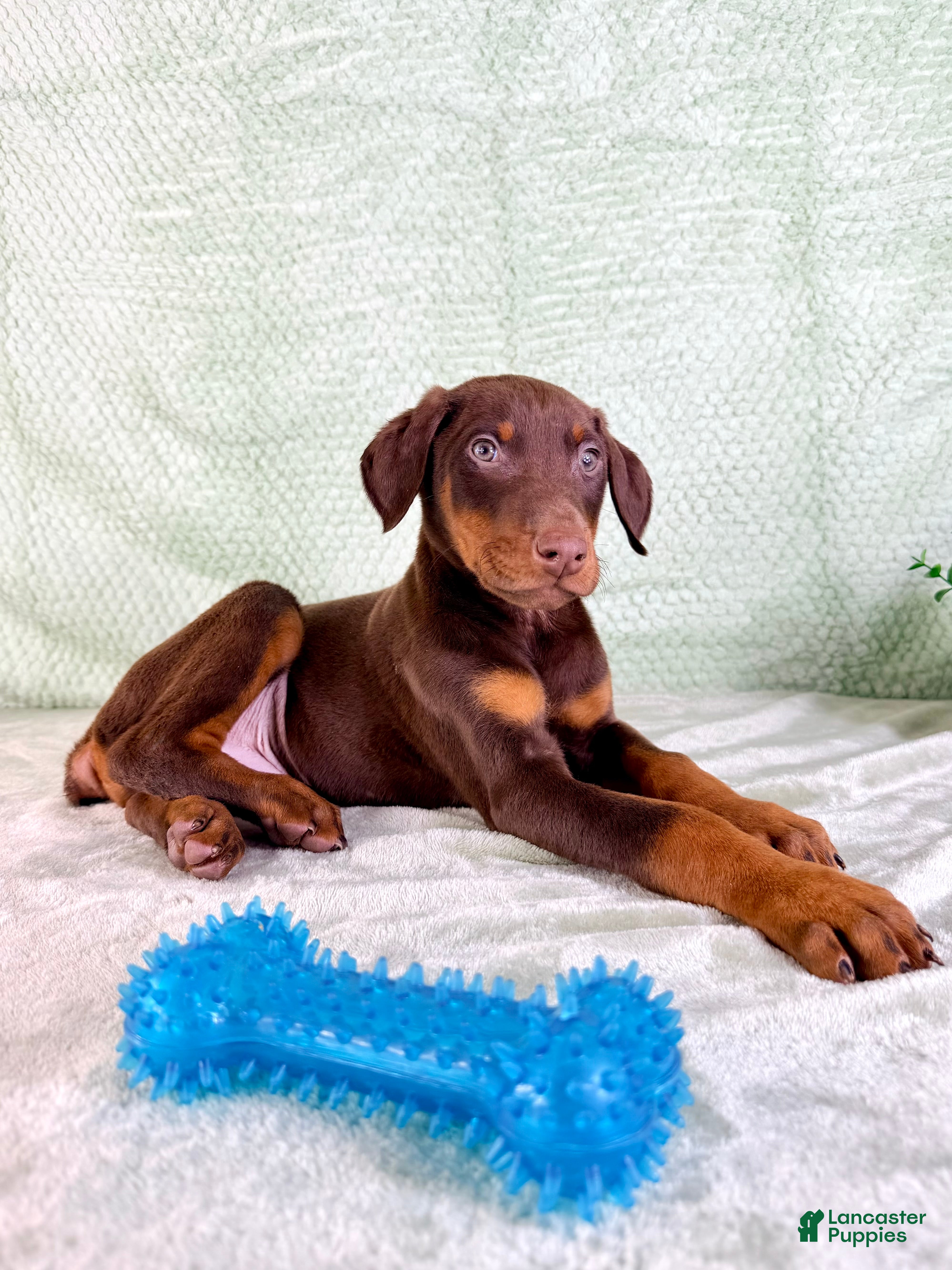 Doberman Pinscher dogs AKC Anubis - Ad 23