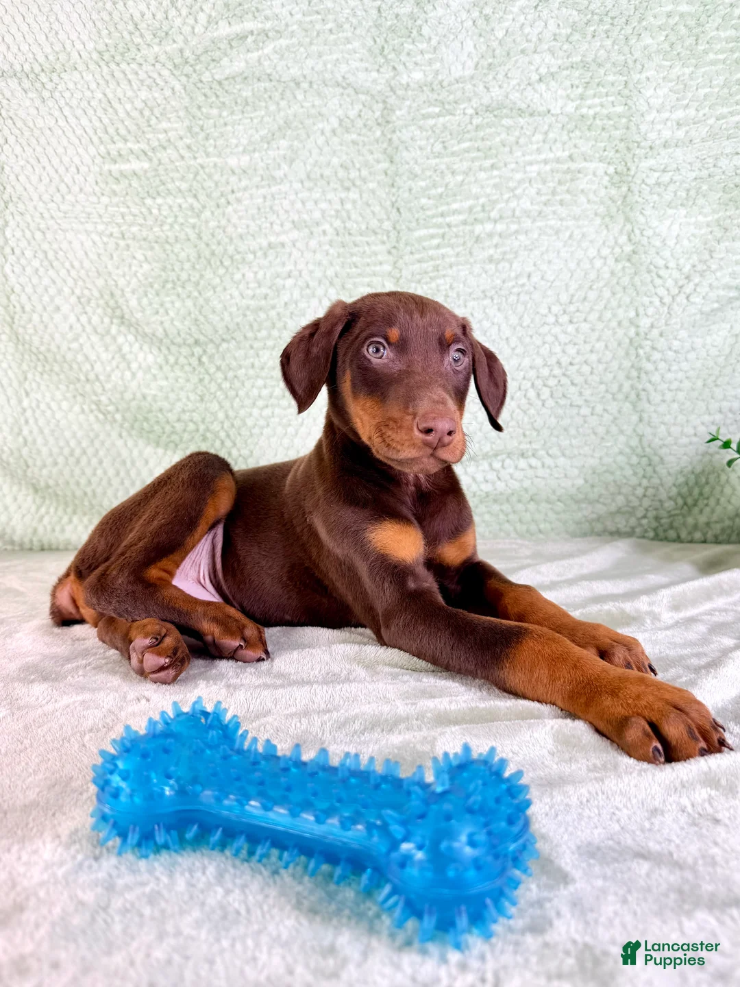 Doberman Pinscher dogs for sale: AKC Anubis - Ad 1