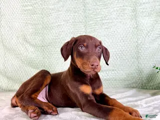 Doberman Pinscher dogs AKC Anubis - Ad 23