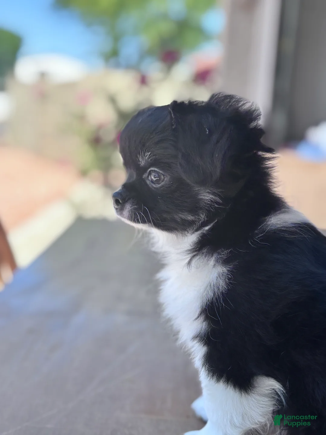 Chihuahua dogs for stud: CHINO BAMBINO, III - Ad 4