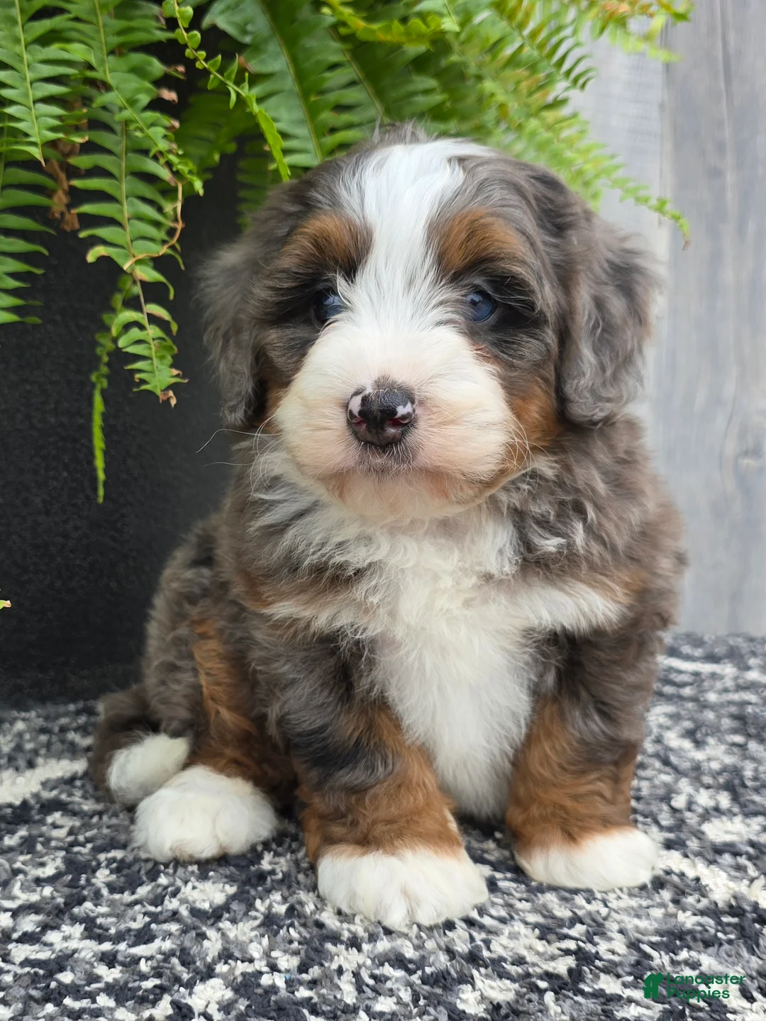 Mini Bernedoodle dogs for sale: Mini Winnie - Ad 2
