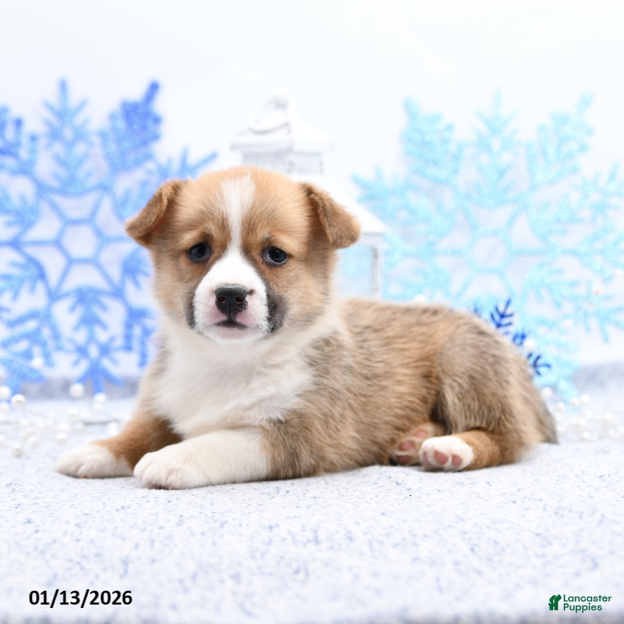 Welsh Corgi Pembroke dogs Ruthie - Ad 36