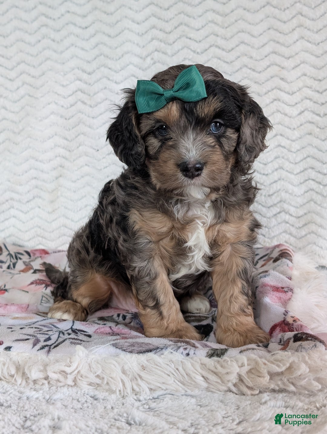 Cavapoo dogs for sale: Charlie  - Ad 21