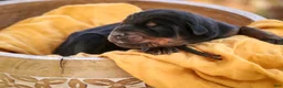 Doberman Pinscher dogs for sale: Ambrose - Ad 3