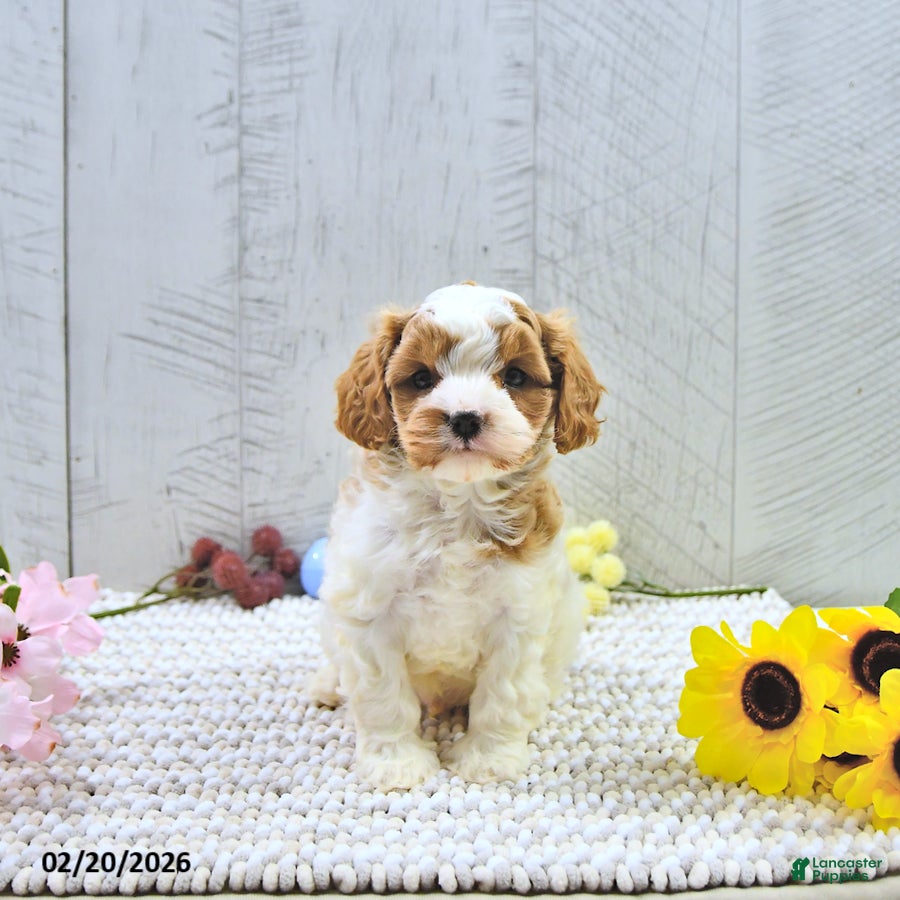 Cavapoo dogs Macho - Ad 1