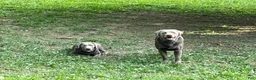 Labrador Retriever dogs for sale: Bernard - Ad 7