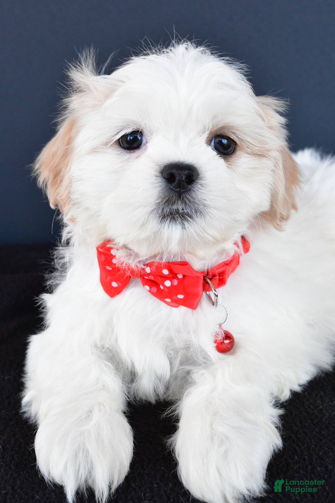 Shih Tzu dogs for sale: Riley - Ad 2