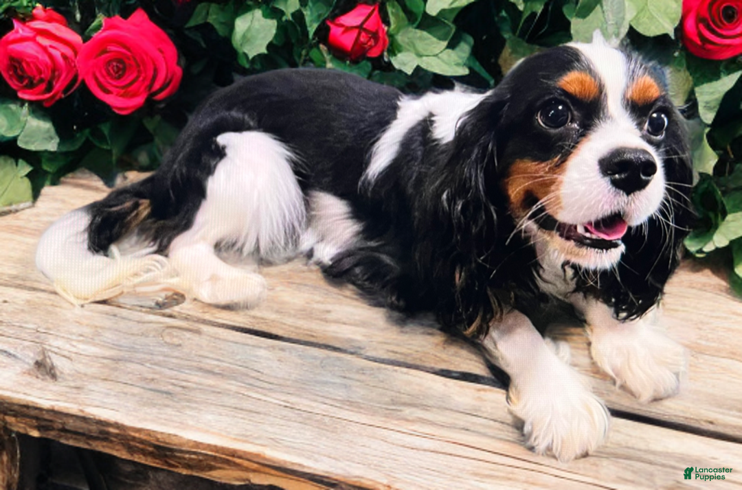 Cavalier King Charles Spaniel dogs for sale: Cavalier King Charles Spaniel Puppy 2- Dasher - Ad 3