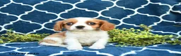 Cavalier King Charles Spaniel dogs for sale: Butter Pecan - Ad 4