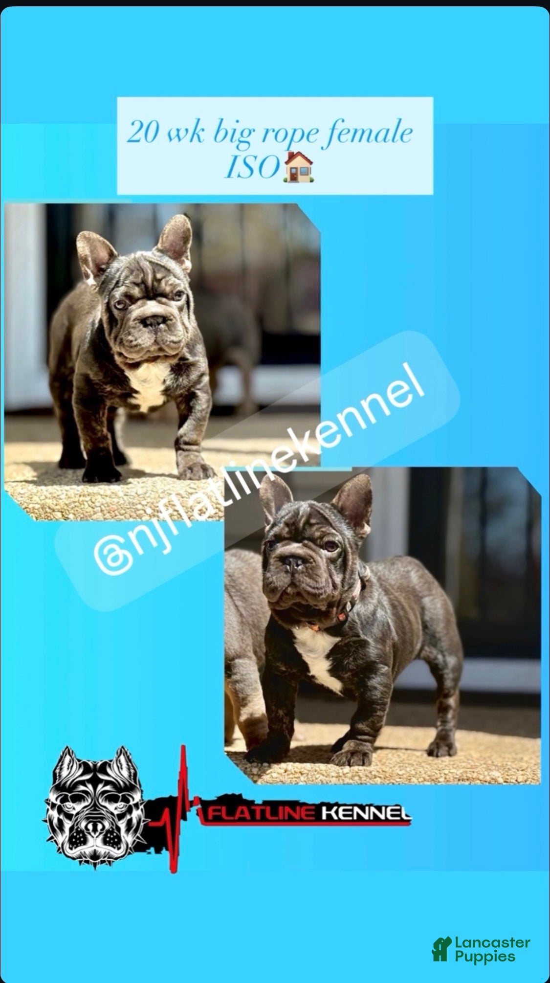 French Bulldog dogs Clove - Ad 2