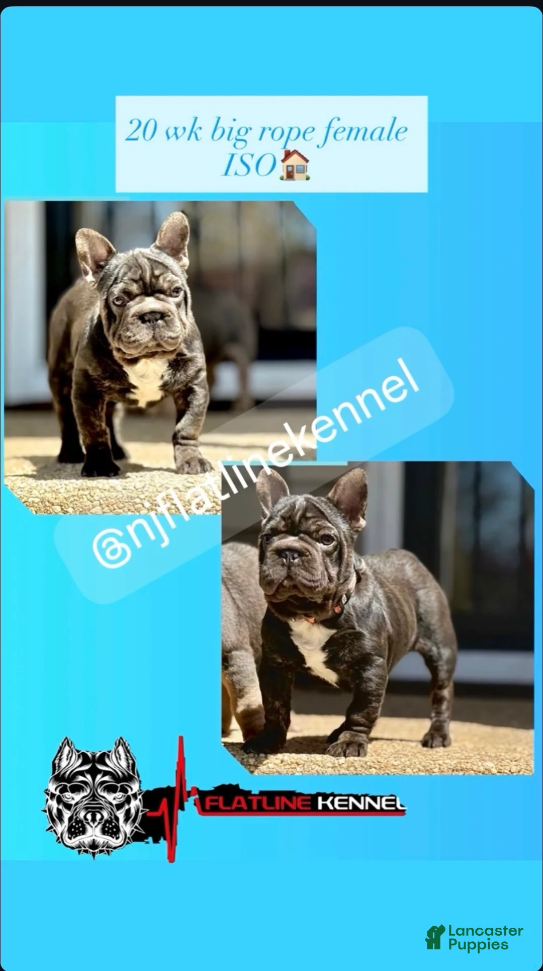 French Bulldog dogs for sale: Clove - Ad 2