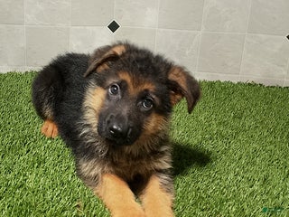 German Shepherd dogs - Ad 20