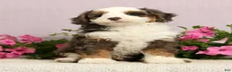 Mini Bernedoodle dogs for sale: Jarrett - Ad 5