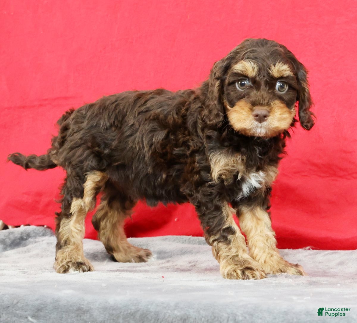 Cavapoo dogs Daphne - Ad 2