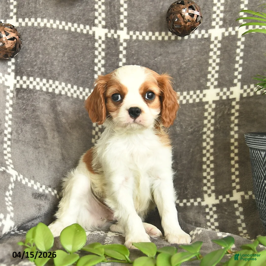 Cavalier King Charles Spaniel dogs for sale: Coconut Kisses  - Ad 1