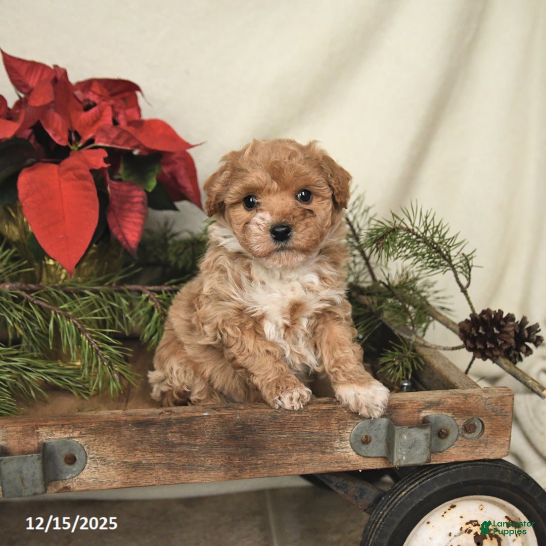 Sheltiedoodle dogs for sale: Rainbow - Ad 3