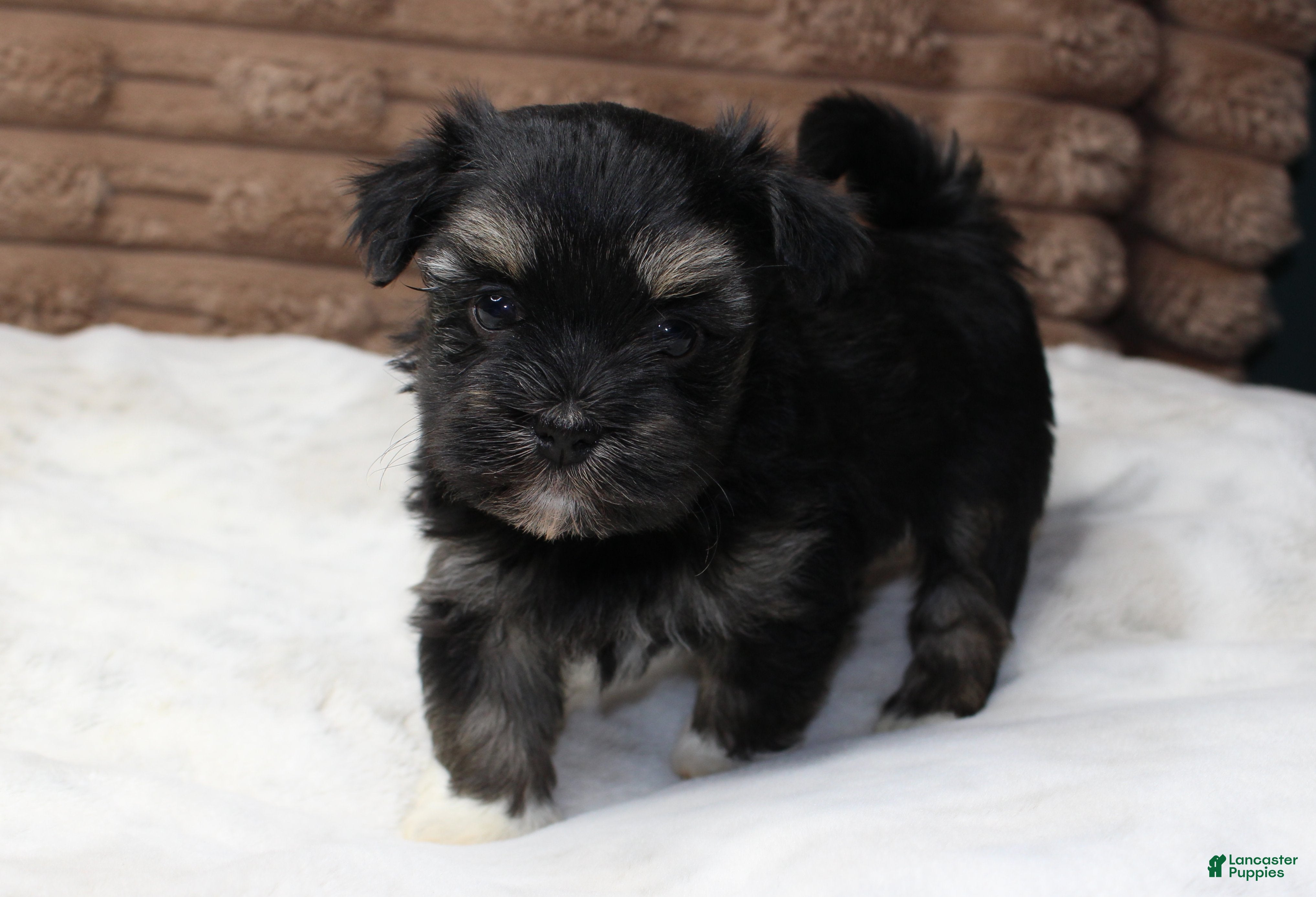 Havanese dogs Rocky - Ad 2