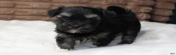 Havanese dogs for sale: Rocky - Ad 1