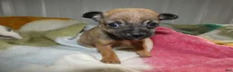 Chihuahua dogs for sale: Chihuahua Puppy 3 Smitty - Ad 2