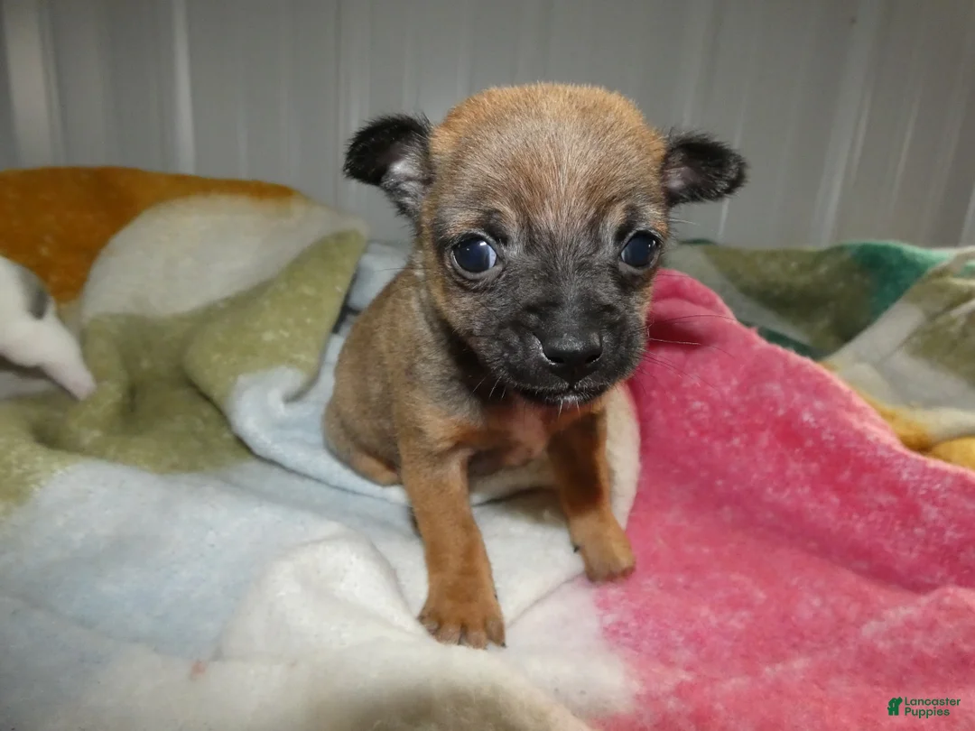 Chihuahua dogs for sale: Chihuahua Puppy 3 Smitty - Ad 2