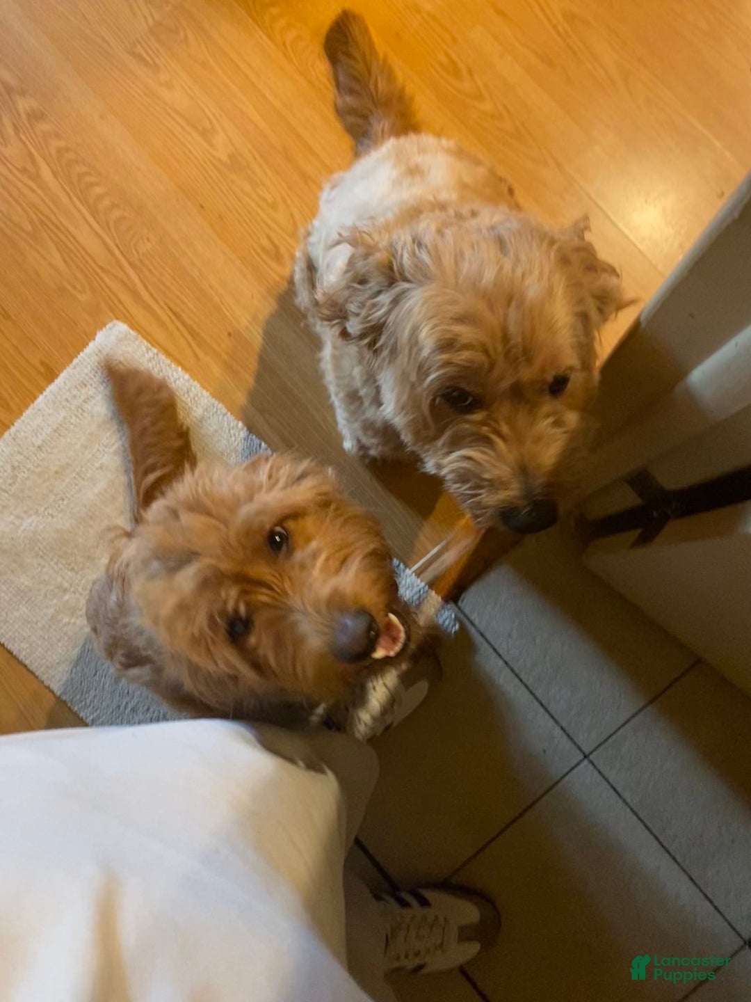 Mini Goldendoodle dogs for sale: Ranger - Ad 9