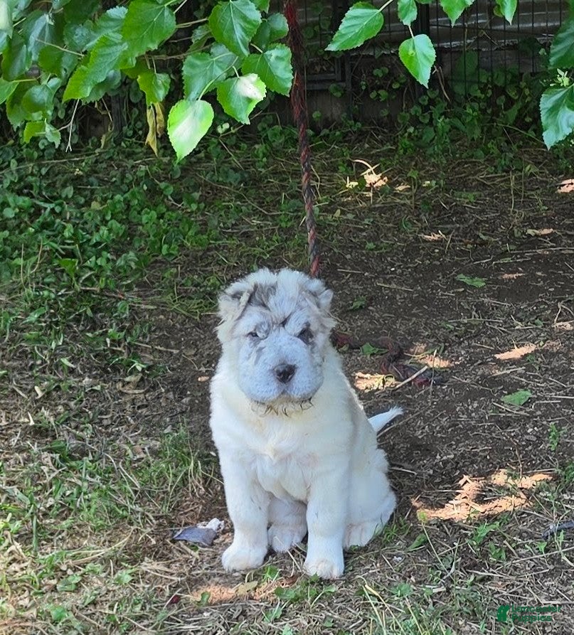 Shar Pei dogs Nova  - Ad 1