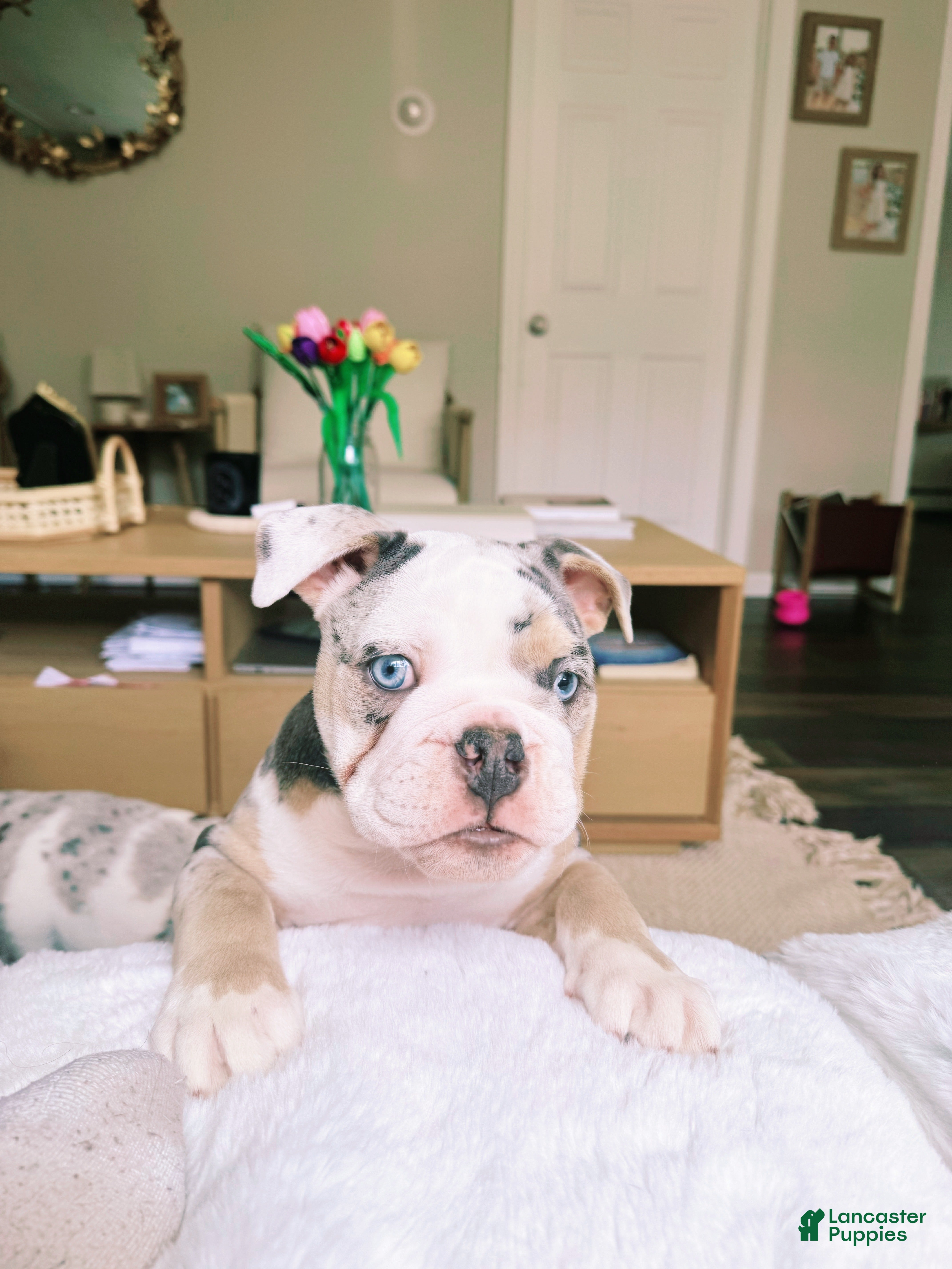 English Bulldog dogs Tri-merle English Bulldog Puppy vet noted heart murmur - Ad 15