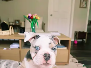 English Bulldog dogs Tri-merle English Bulldog Puppy vet noted heart murmur - Ad 15