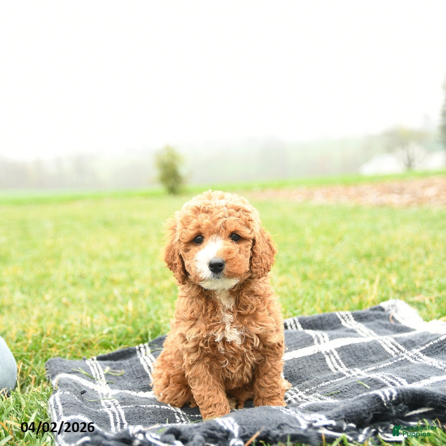 Mini Goldendoodle dogs Thai - Ad 1