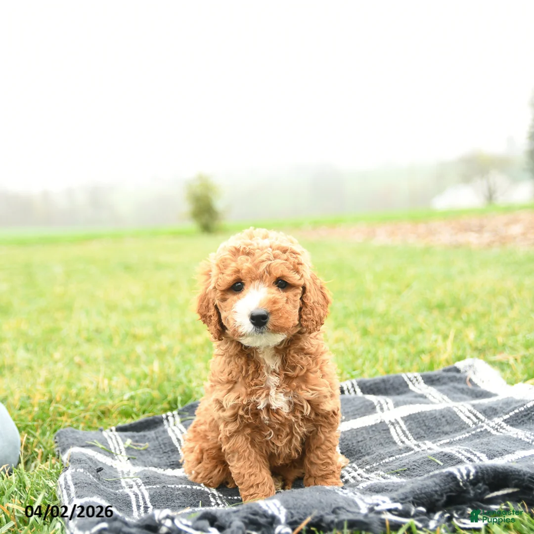 Mini Goldendoodle dogs for sale: Thai - Ad 1