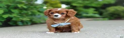 Cavalier King Charles Spaniel dogs for sale: Charlie - Ad 13