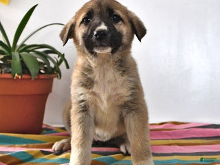 Mixed Breed dogs Chloe - Ad 8
