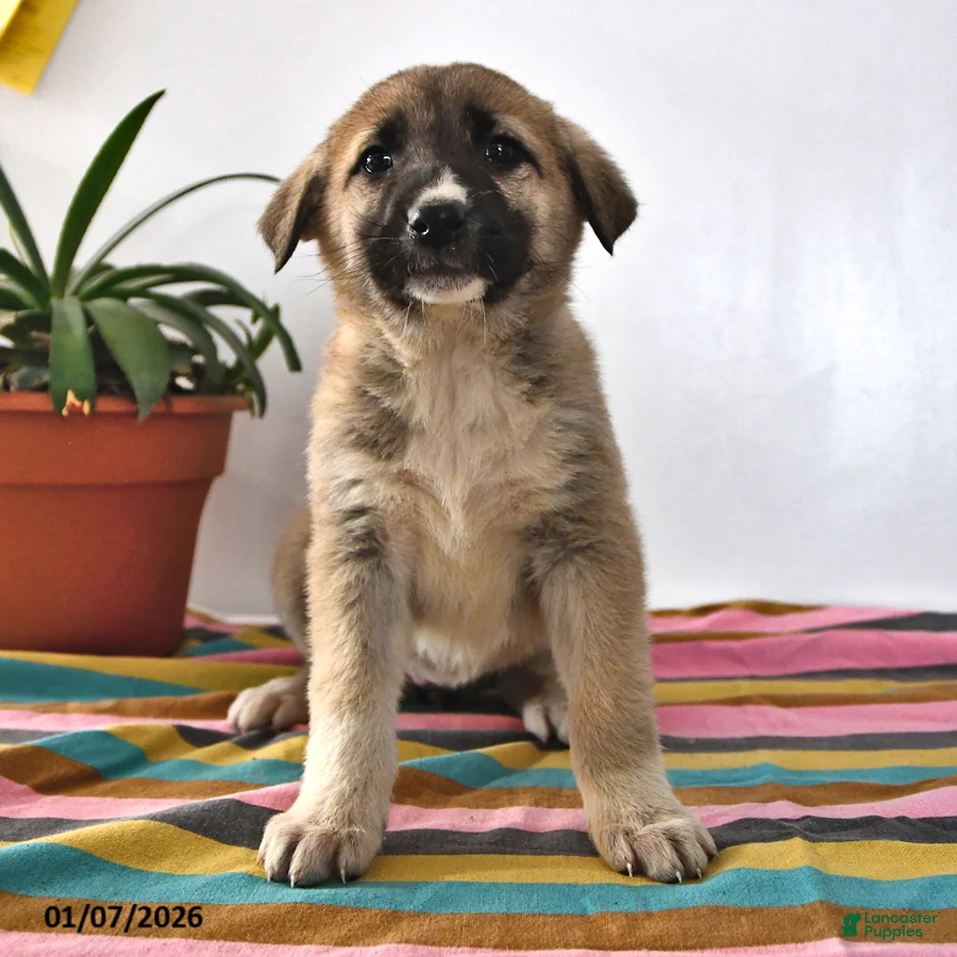 Mixed Breed dogs for sale: Chloe - Ad 1