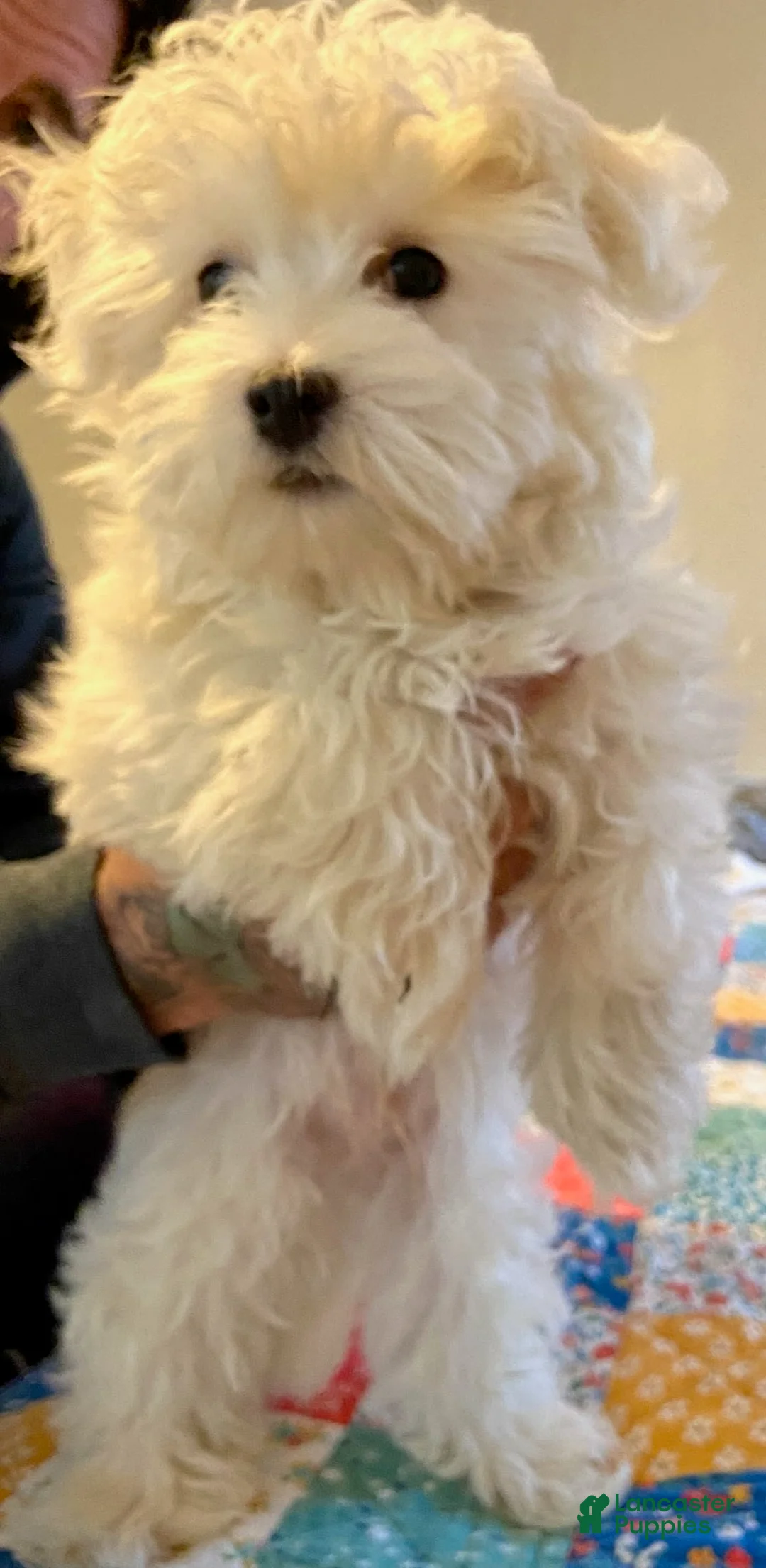 Gallery Image {{count}}