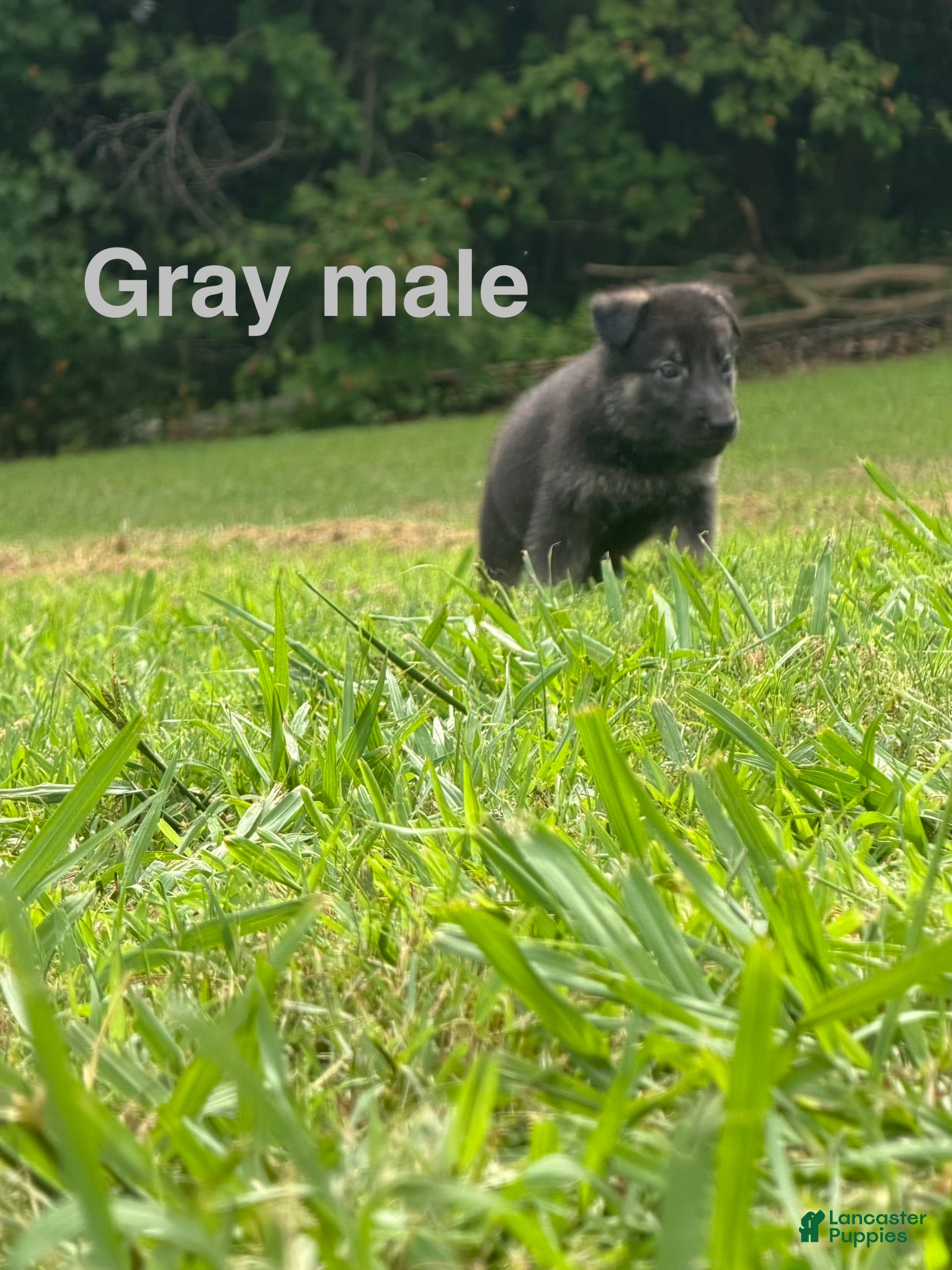 German Shepherd dogs German Shepherd Gray collar male - Ad 2