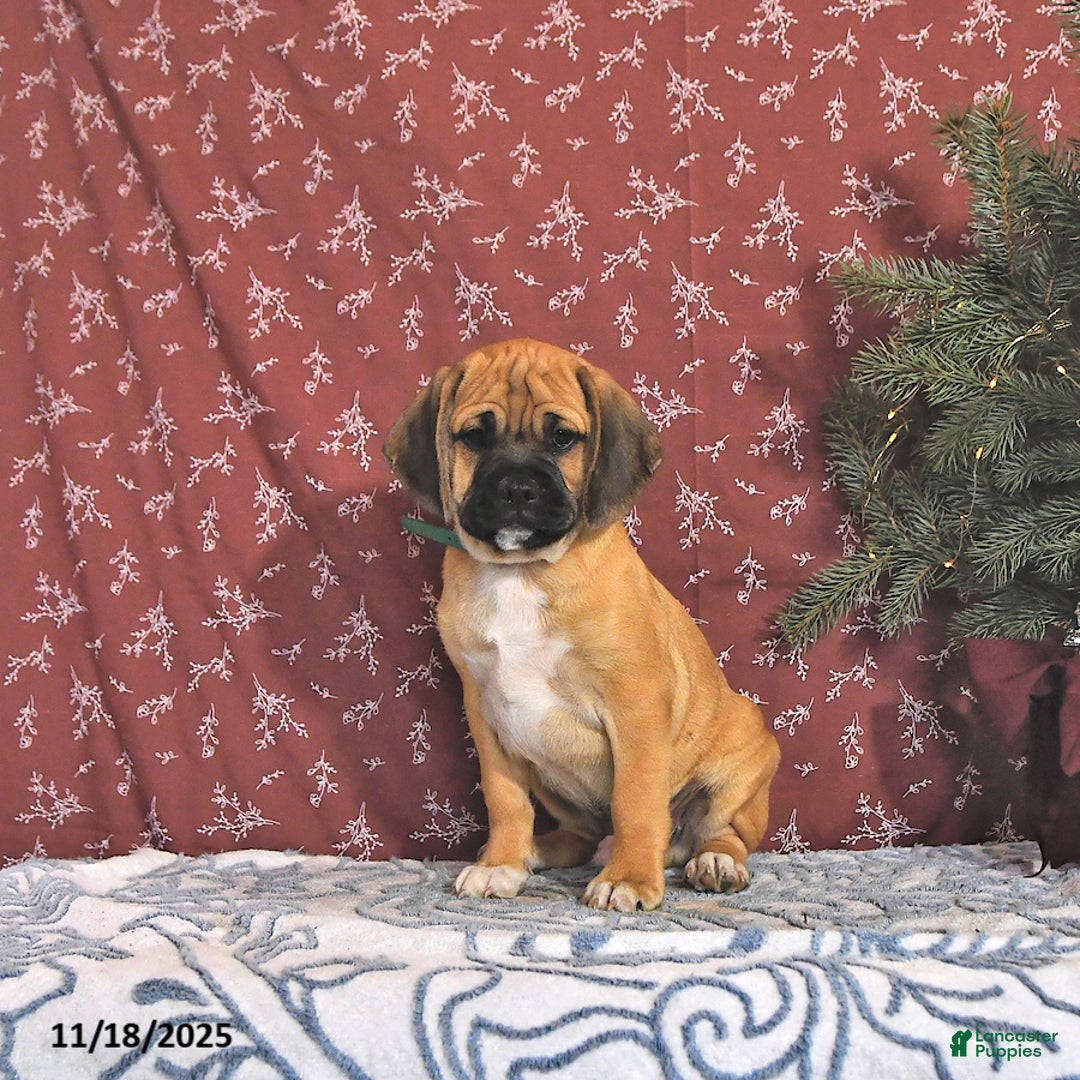 Puggle dogs for sale: Herbo - Ad 5