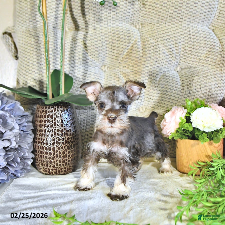 Miniature Schnauzer dogs Kiki - Ad 2