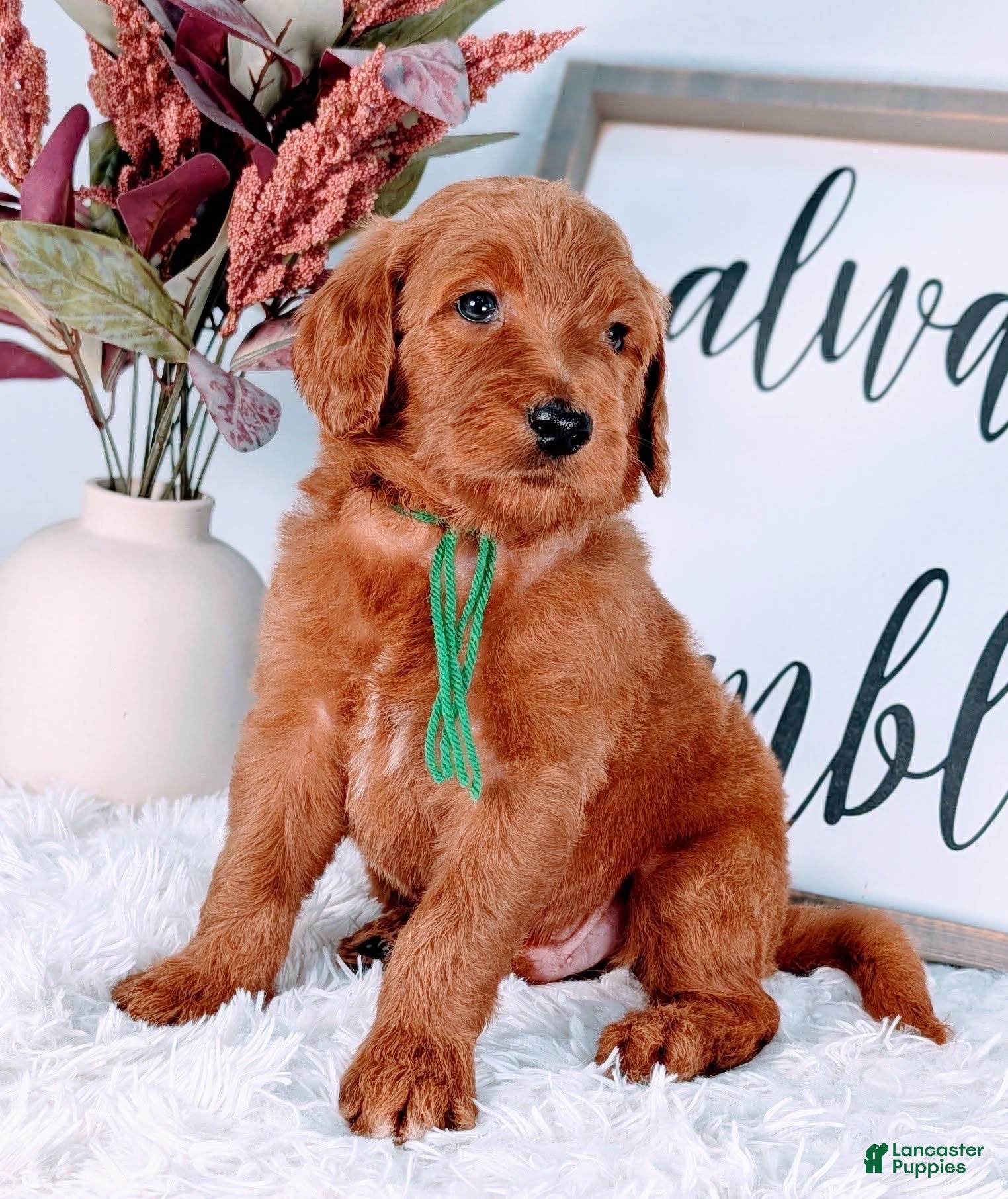 Goldendoodle dogs Randy - Ad 3