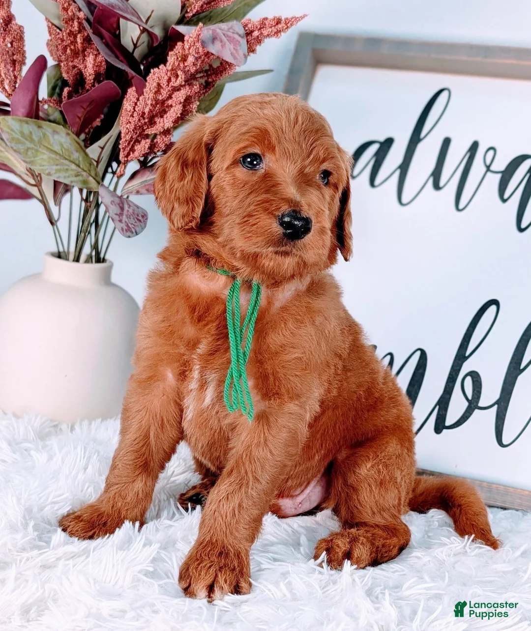 Goldendoodle dogs for sale: Randy - Ad 1
