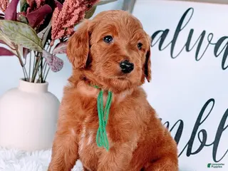Goldendoodle dogs Randy - Ad 3
