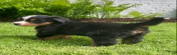 Bernese Mountain Dog dogs for sale: Paris  - Ad 3