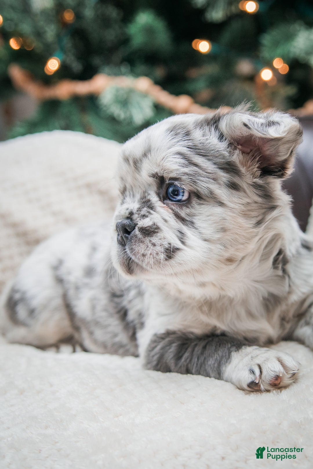 French Bulldog dogs for sale: Willow - fluffy  - Ad 3