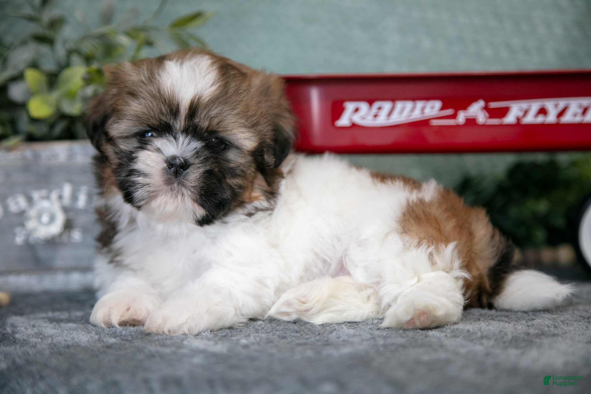 Shih Tzu dogs Hap - Ad 25