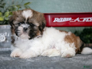 Shih Tzu dogs Hap - Ad 32